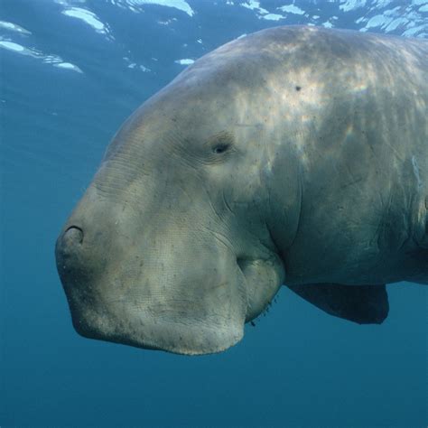 dugong fish|Dugong .
